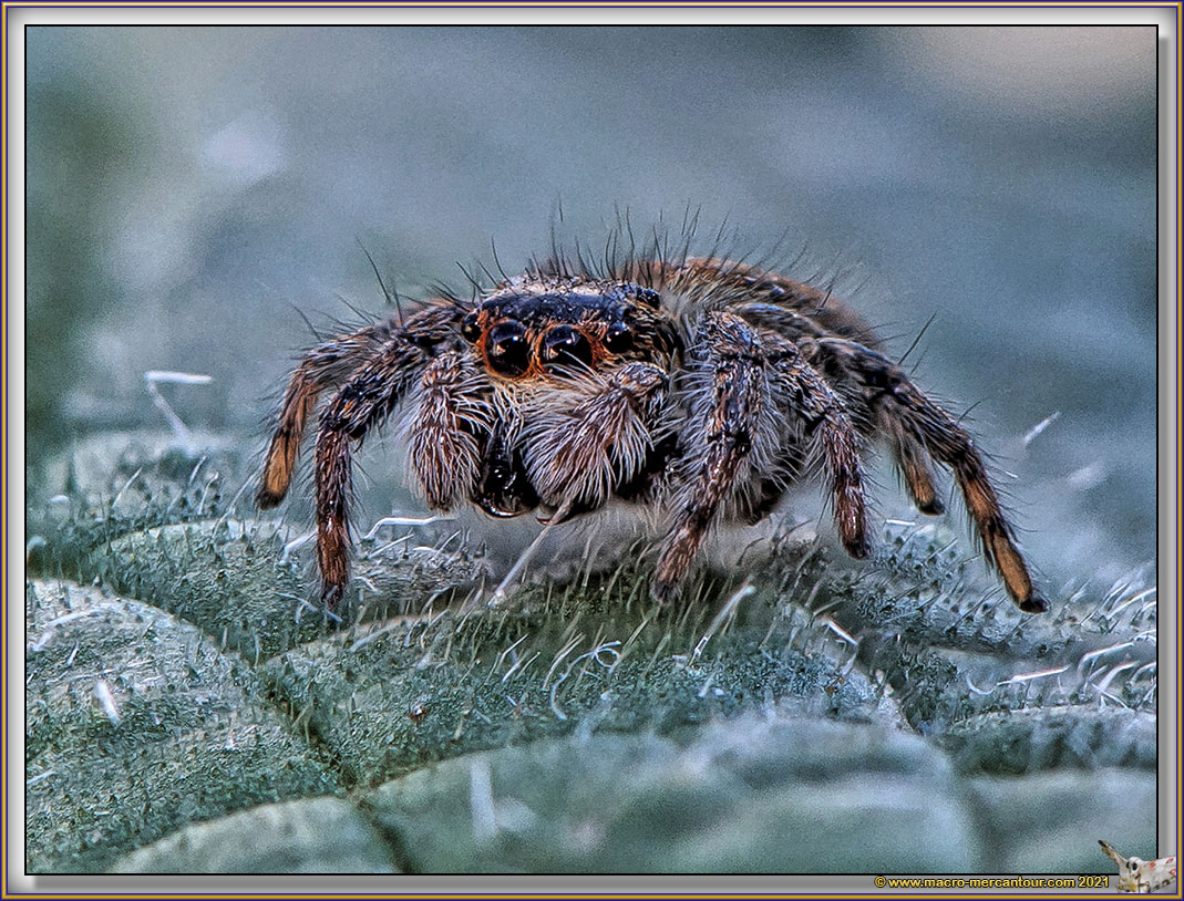 Araignée sauteuse